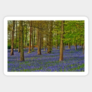 Bluebells Bluebell Woods Greys Court Oxfordshire UK Sticker